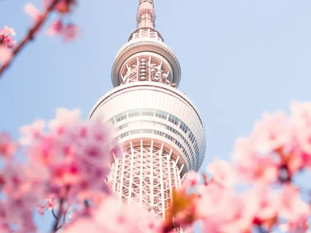 A tower framed by cherry blossom