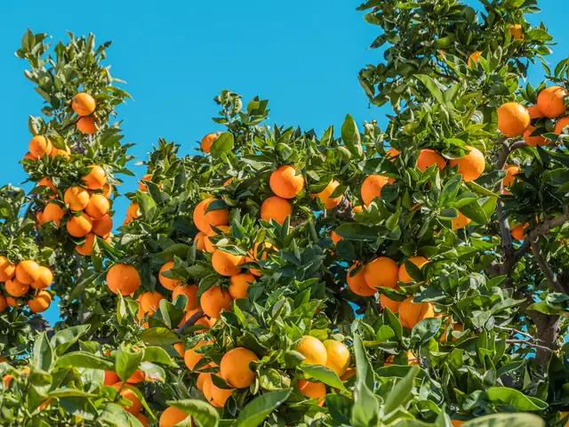 An orange grove